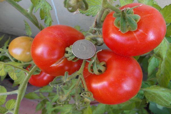 tomatodling