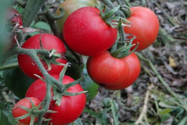 fruit de tomate