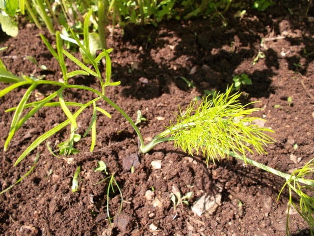 planting fennel