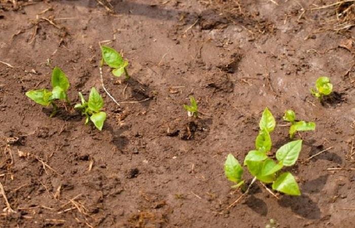 planten in zandige leem 