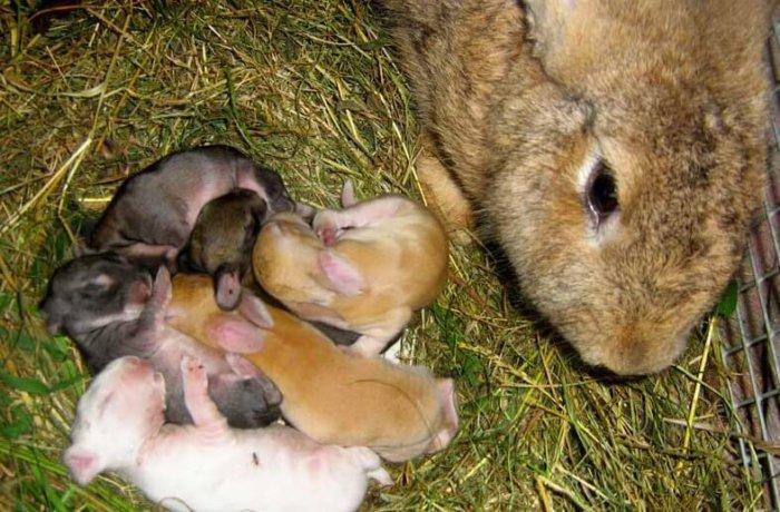 mother rabbit feeding baby rabbits