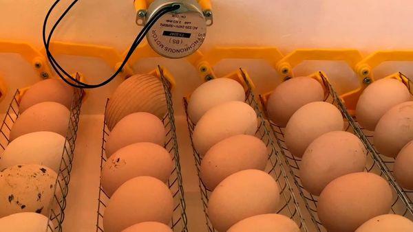 vejce v inkubátoru