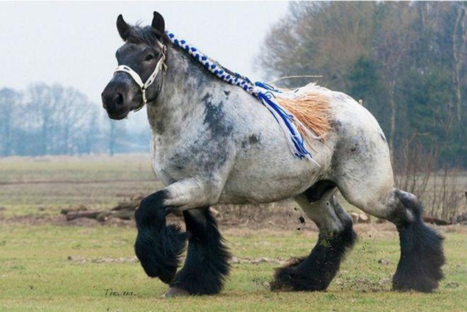 Percheron-Pferd