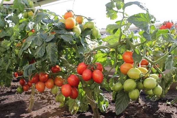 ayuda a los jardineros