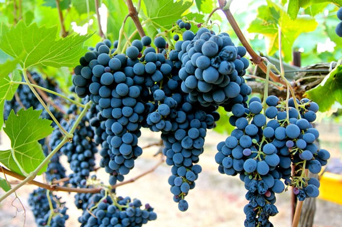 uvas sangiovese