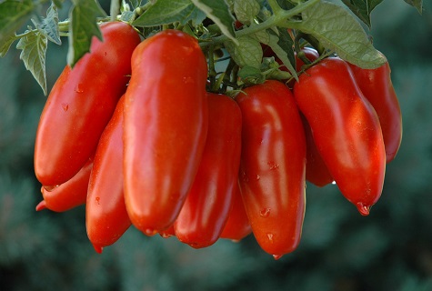 San Marzano