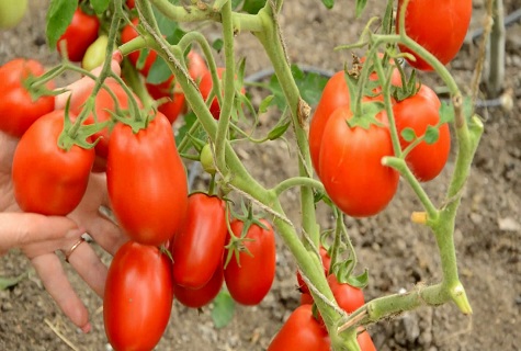 Tomate italiano 