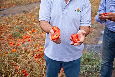 agricultores no campo 