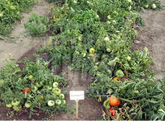 Tomates al amanecer en campo abierto.