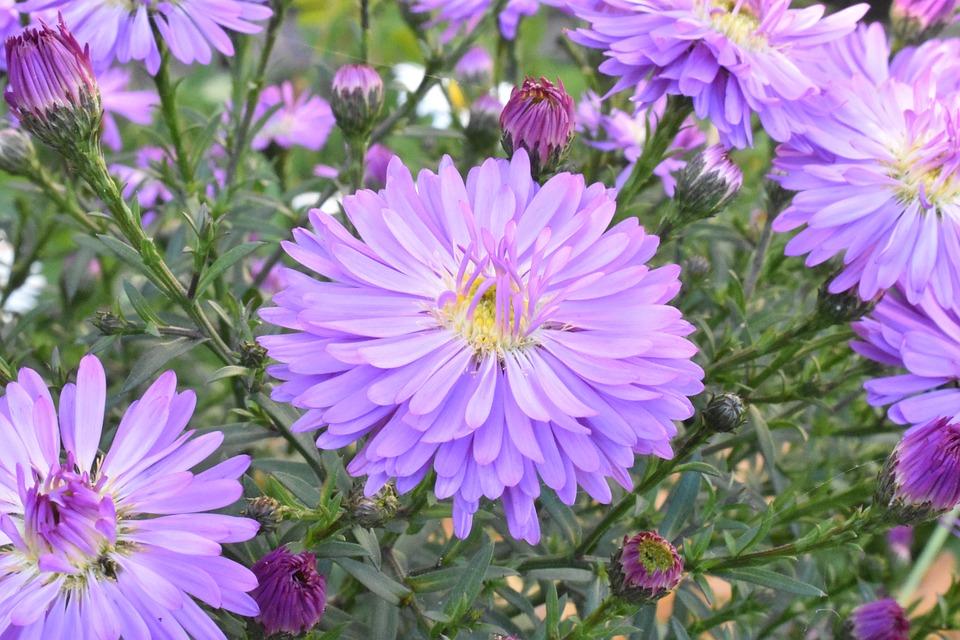 aster novobelgica