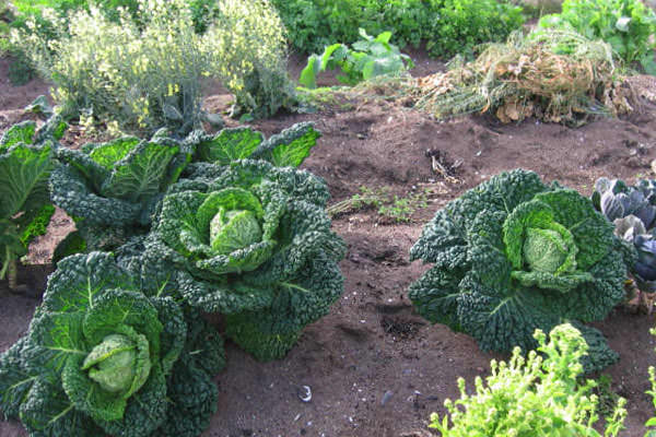 savoy cabbage