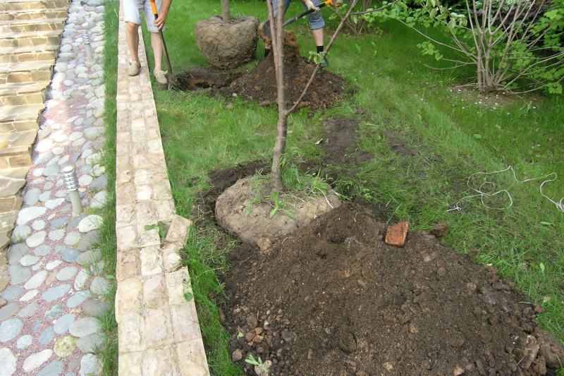 plantant una pomera a la regió de Moscou