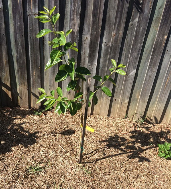 cultivo de caquis