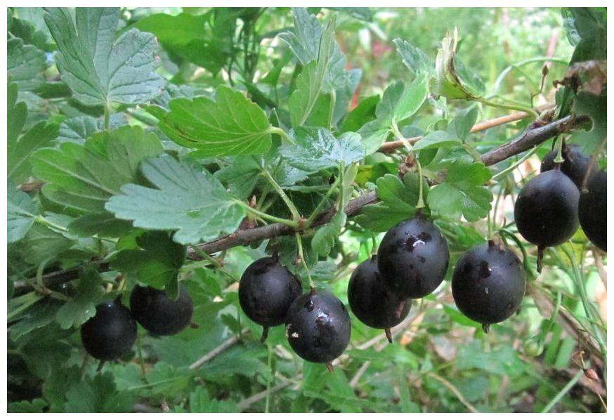 ripe berries