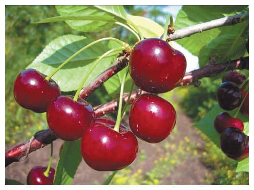 Apukhtinsky cherries