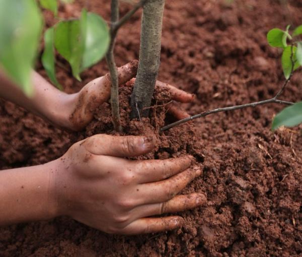 pruim planten