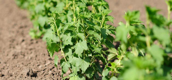 currant bush