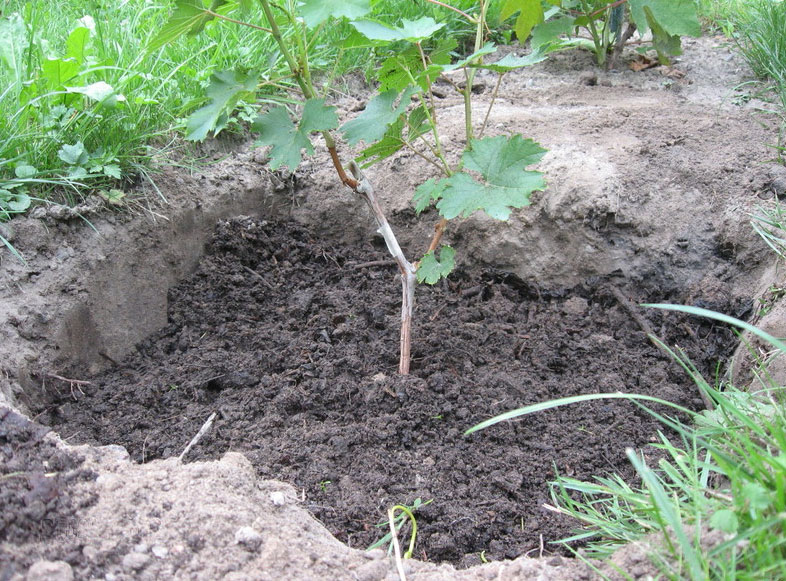 cultivo de uvas em estufa