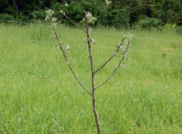 Apfelbaumsämling im Freiland 