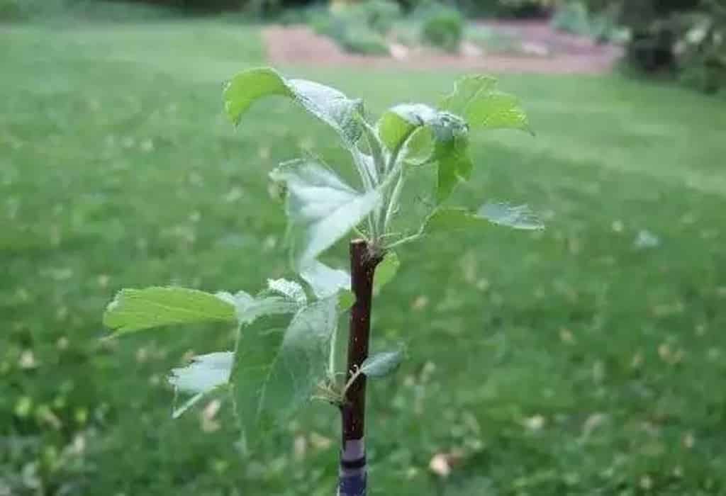 menanam pokok epal dari dahan