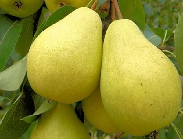 Lada pear