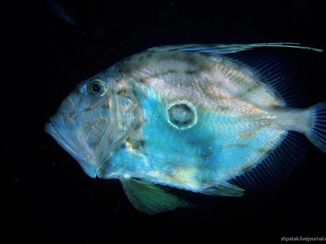 dory vis in water