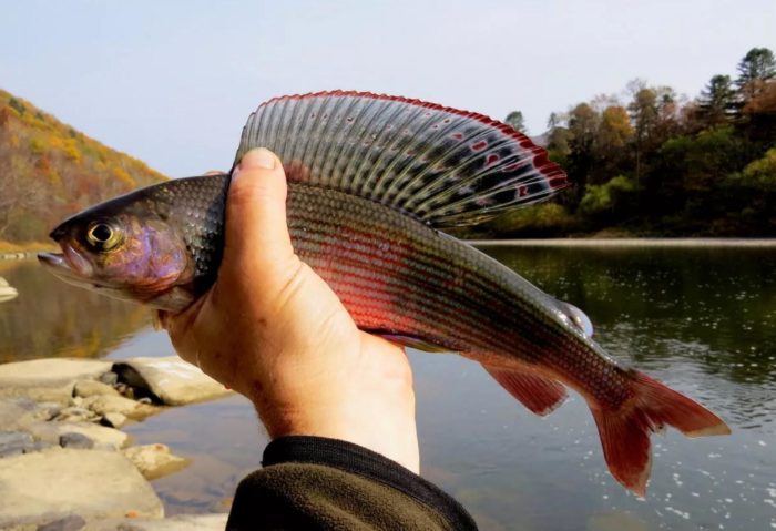 pesce temolo