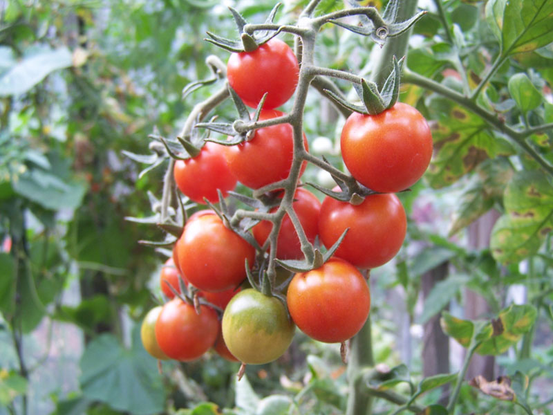 Tomatenbüsche Anastasia