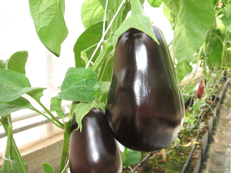 Aubergine Universal 6