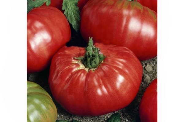 appearance of the Red buffalo tomato