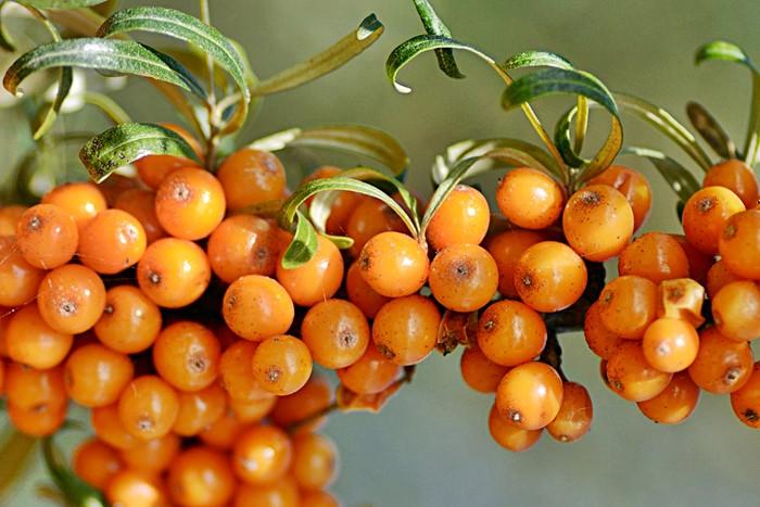 how to store sea buckthorn