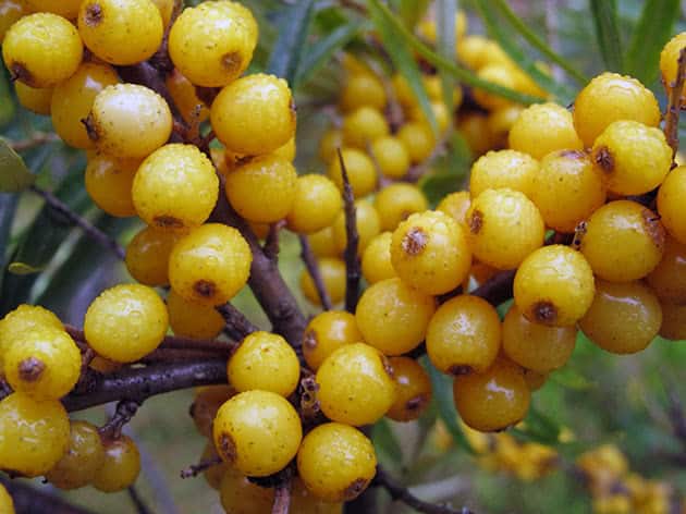 ripe sea buckthorn