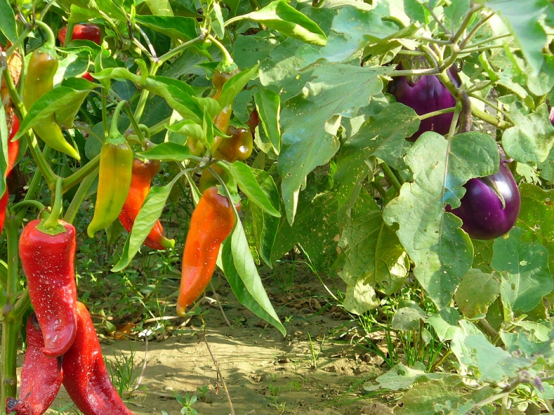 paprika en aubergines in één kas