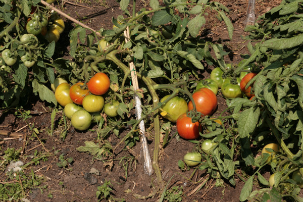 tomates da primeira série no jardim