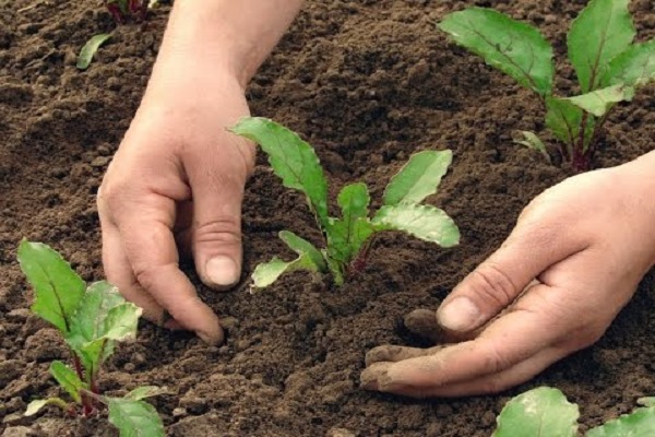 bieten planten