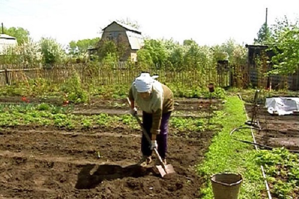 otevřená půda