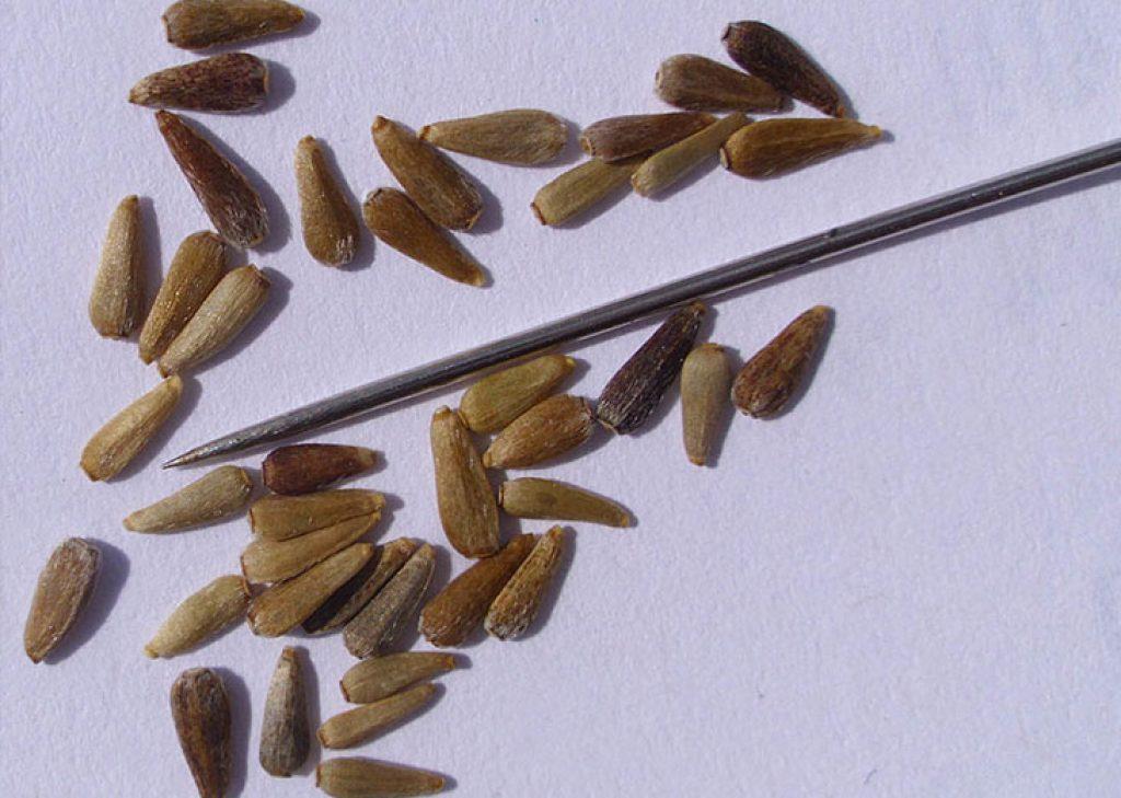 aster seeds