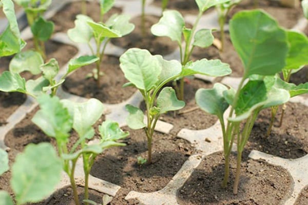 planting seedlings