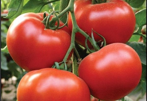 tomatenras Alamina F1