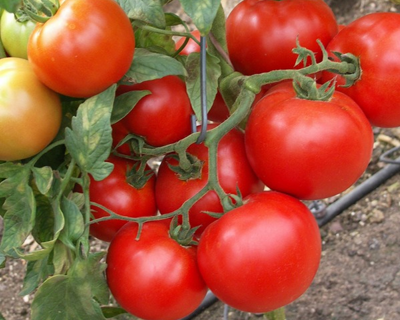 arbustos de tomate al amanecer