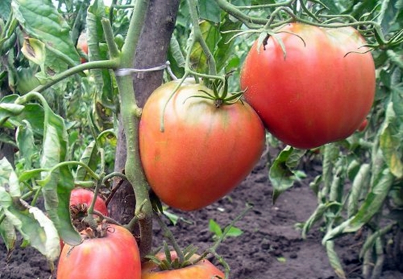 Tomatenbüsche King of London