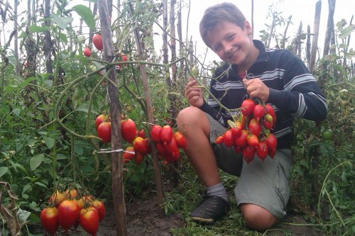 lenda dos arbustos de tomate Tarasenko