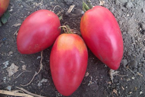Nastěnka rajče na zahradě