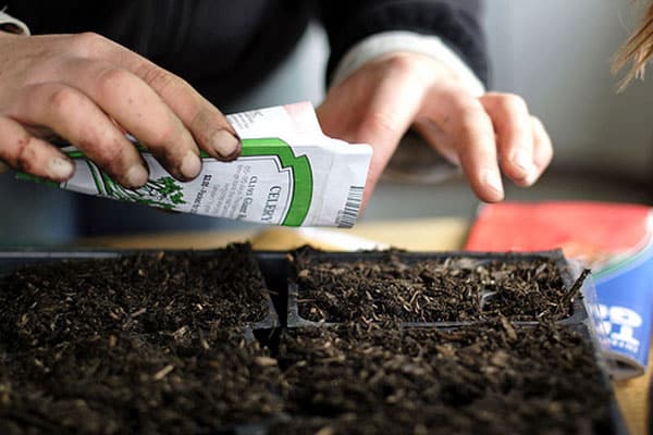 process of sowing tomato seedlings 