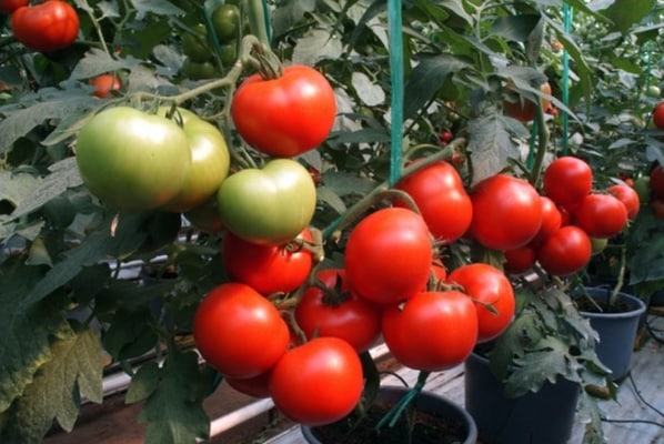 tomatenstruiken Mongoest F1