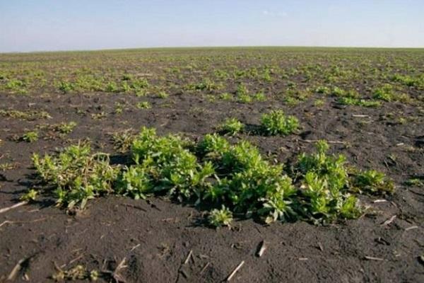 weeds in the field 