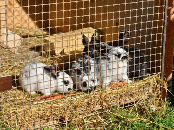 rabbits in a cage