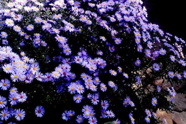 Arbusto de setembro em um canteiro de flores 