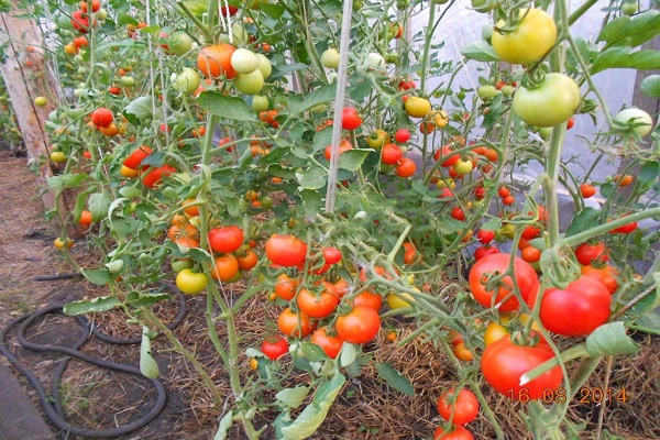 tomaten bed 