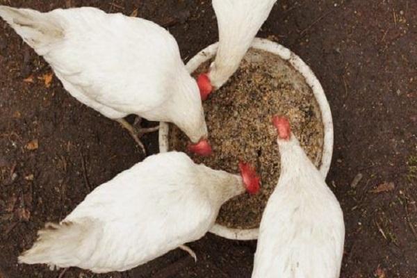 las gallinas comen 